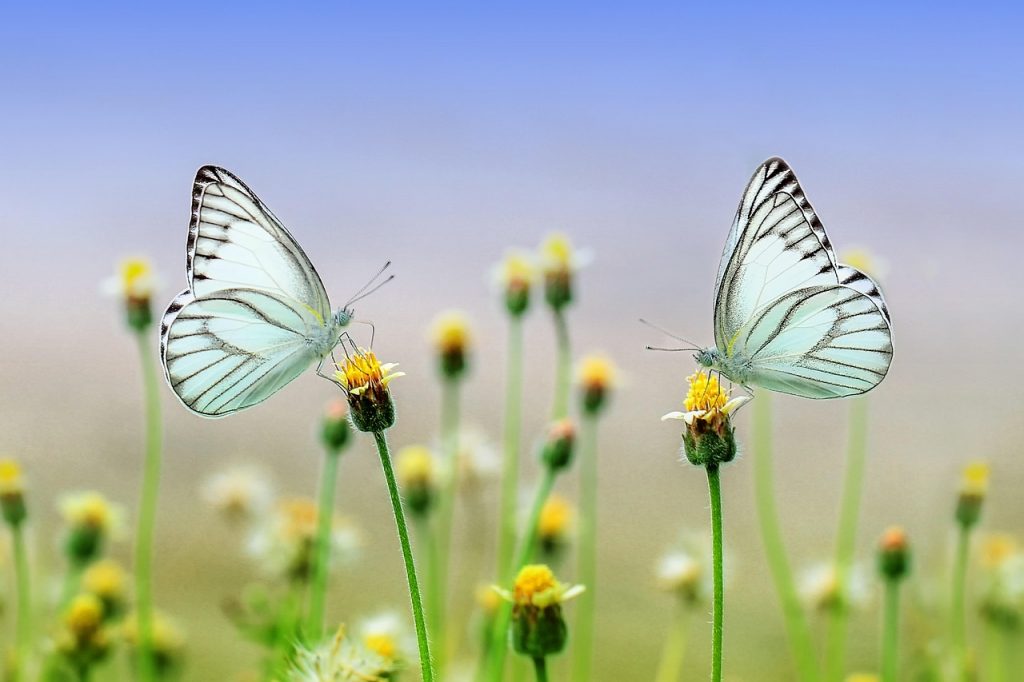 butterflies, flowers, pollinate, pollination, white butterflies, flower background, butterfly wings, winged insects, flower wallpaper, lepidoptera, insects, flora, fauna, spring, beautiful flowers, outdoors, nature